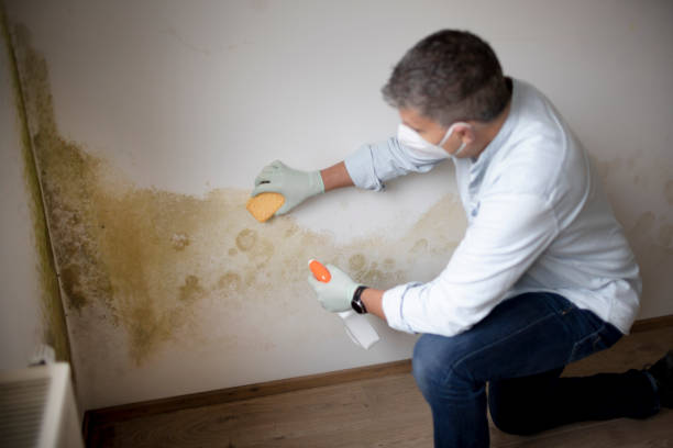 Best Forensic Mold Investigation  in Sardinia, OH